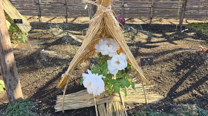 上野東照宮のぼたん苑の冬ぼたん｜1月～2月に見ごろを迎える寒牡丹