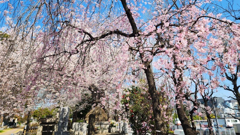 青山霊園の桜｜東西南北に伸びる2本の桜並木と周辺の桜(花見)