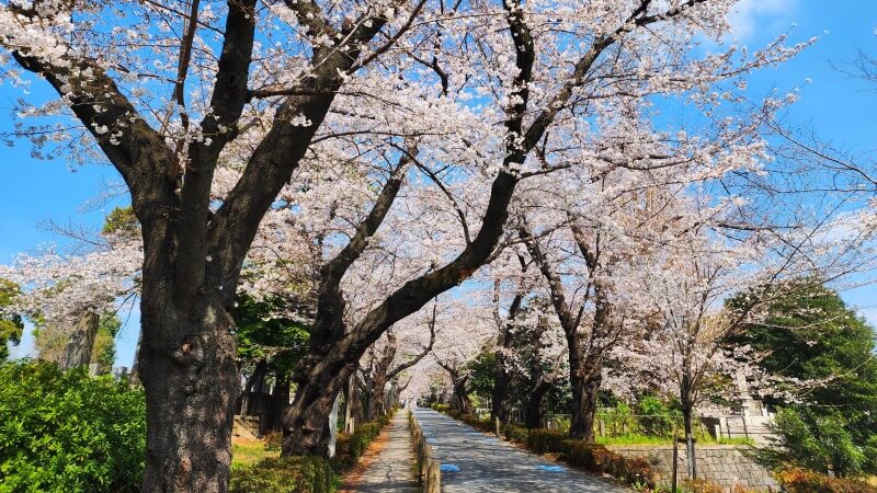 青山霊園の桜｜東西南北に伸びる2本の桜並木と周辺の桜(花見)