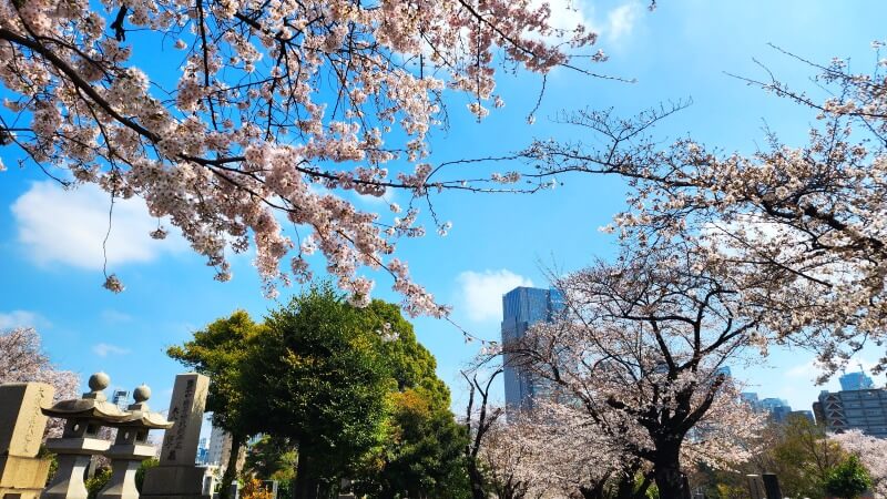 青山霊園の桜｜東西南北に伸びる2本の桜並木と周辺の桜(花見)