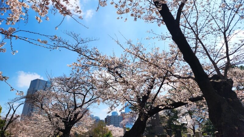 青山霊園の桜｜東西南北に伸びる2本の桜並木と周辺の桜(花見)