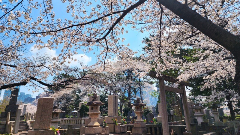 青山霊園の桜｜東西南北に伸びる2本の桜並木と周辺の桜(花見)