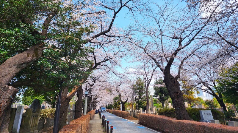 青山霊園の桜｜東西南北に伸びる2本の桜並木と周辺の桜(花見)