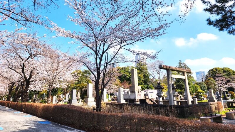 青山霊園の桜｜東西南北に伸びる2本の桜並木と周辺の桜(花見)