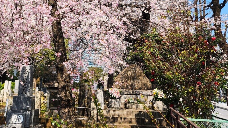 青山霊園の桜｜東西南北に伸びる2本の桜並木と周辺の桜(花見)