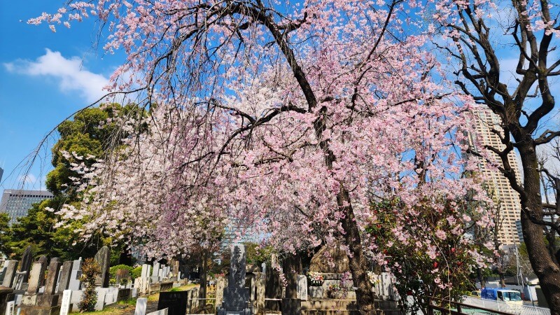 青山霊園の桜｜東西南北に伸びる2本の桜並木と周辺の桜(花見)