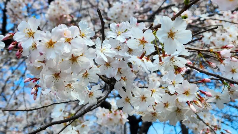 青山霊園の桜｜東西南北に伸びる2本の桜並木と周辺の桜(花見)