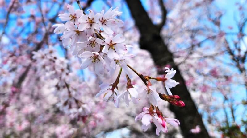 青山霊園の桜｜東西南北に伸びる2本の桜並木と周辺の桜(花見)