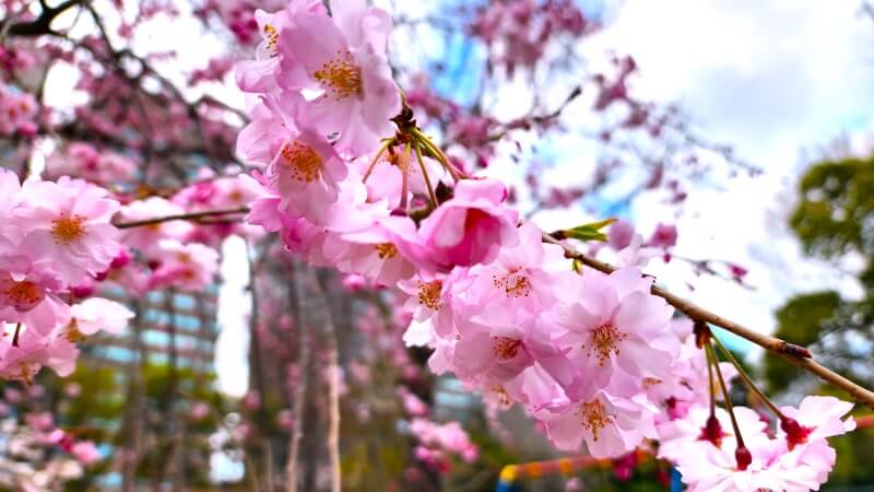 日比谷公園の桜｜かもめ広場、雲形池、草地広場などの桜が綺麗でした