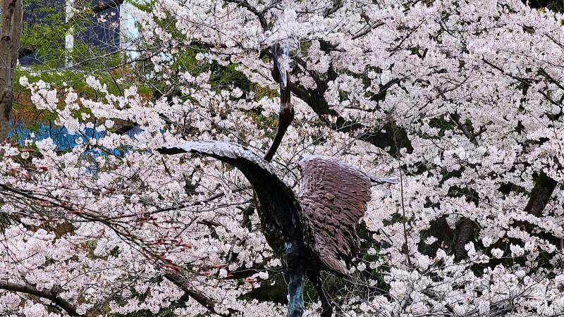 日比谷公園の桜｜かもめ広場、雲形池、草地広場などの桜が綺麗でした