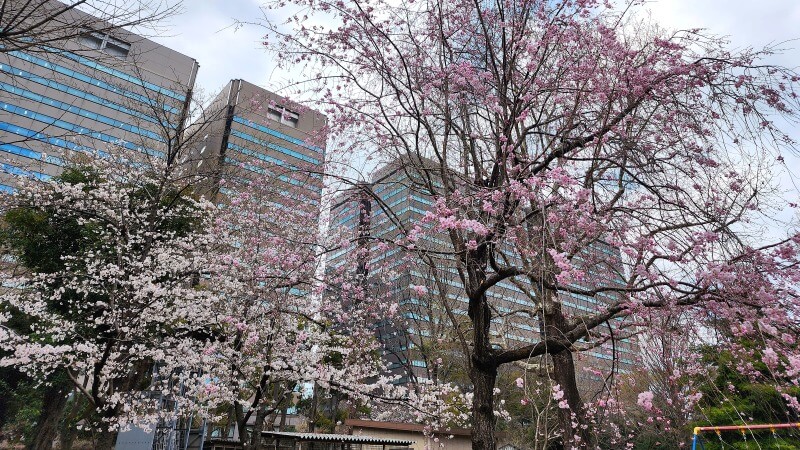 日比谷公園の桜｜かもめ広場、雲形池、草地広場などの桜が綺麗でした