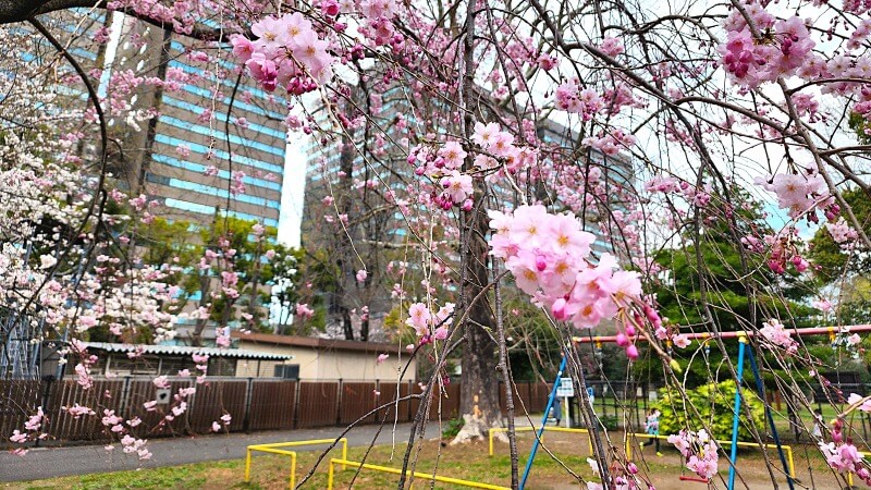 日比谷公園の桜｜かもめ広場、雲形池、草地広場などの桜が綺麗でした