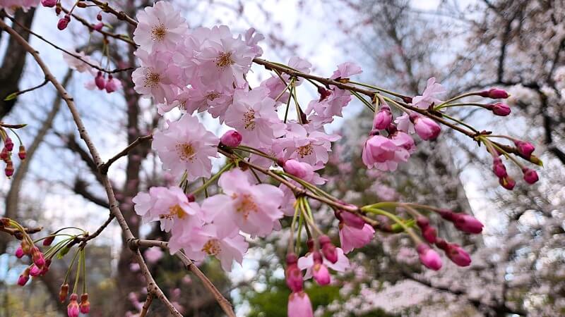 日比谷公園の桜｜かもめ広場、雲形池、草地広場などの桜が綺麗でした