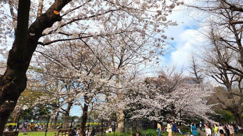 日比谷公園の桜｜かもめ広場、雲形池、草地広場などの桜が綺麗でした