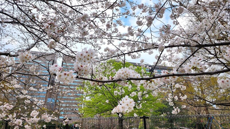 日比谷公園の桜｜かもめ広場、雲形池、草地広場などの桜が綺麗でした