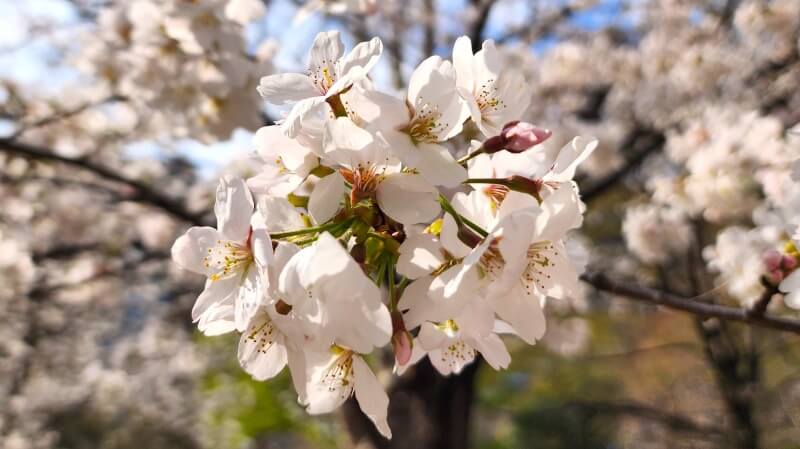 日比谷公園の桜｜かもめ広場、雲形池、草地広場などの桜が綺麗でした