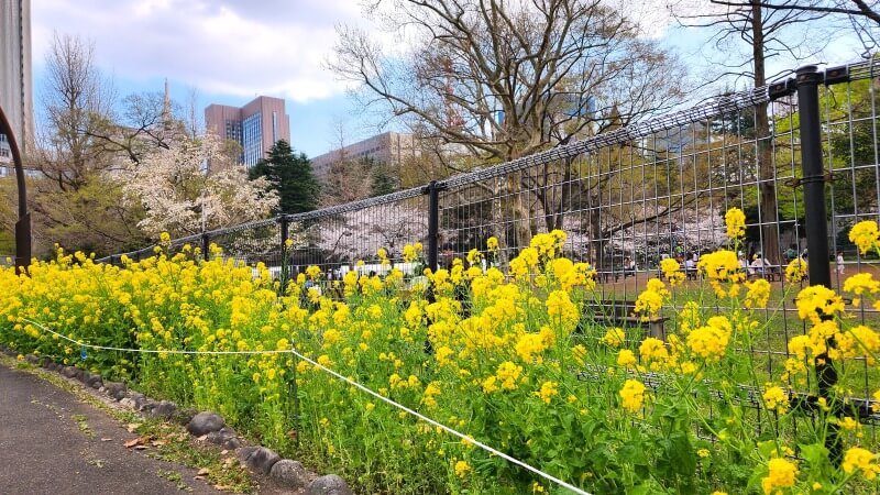 日比谷公園の桜｜かもめ広場、雲形池、草地広場などの桜が綺麗でした