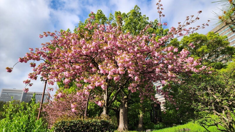 日比谷公園の桜｜かもめ広場、雲形池、草地広場などの桜が綺麗でした