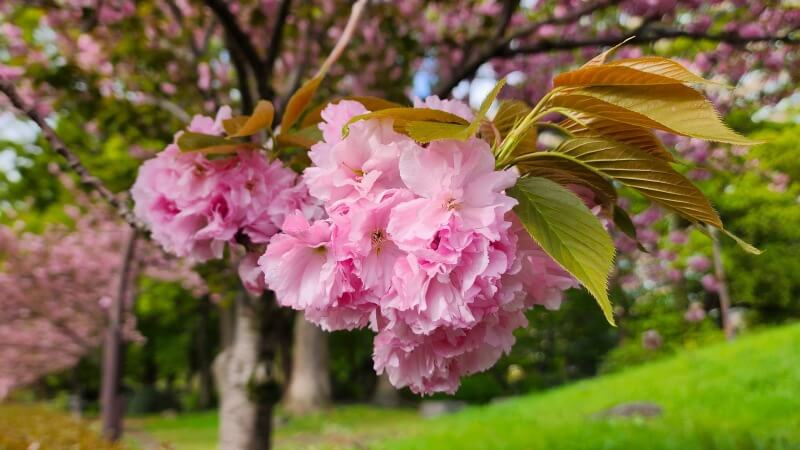 日比谷公園の桜｜かもめ広場、雲形池、草地広場などの桜が綺麗でした