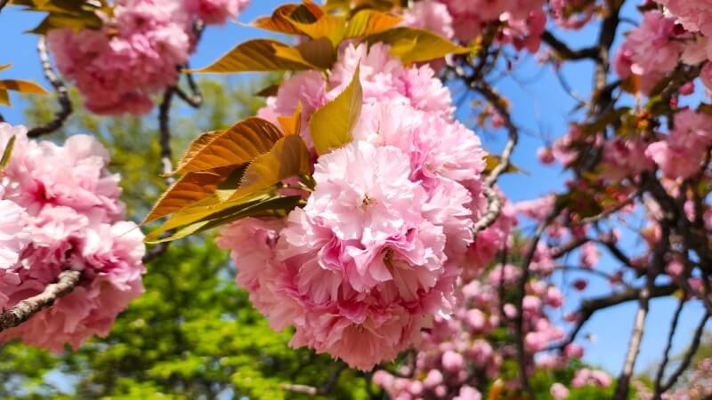 新宿御苑の八重桜｜4月上旬から4月下旬に見ごろを迎える華やかな桜