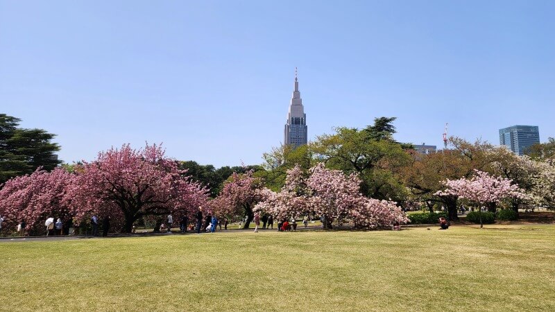 新宿御苑の八重桜｜4月上旬から4月下旬に見ごろを迎える華やかな桜