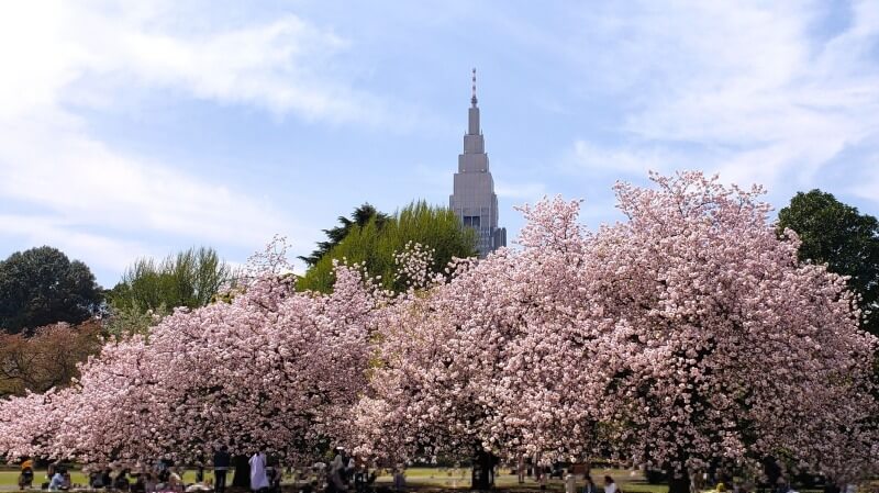 新宿御苑の八重桜｜4月上旬から4月下旬に見ごろを迎える華やかな桜