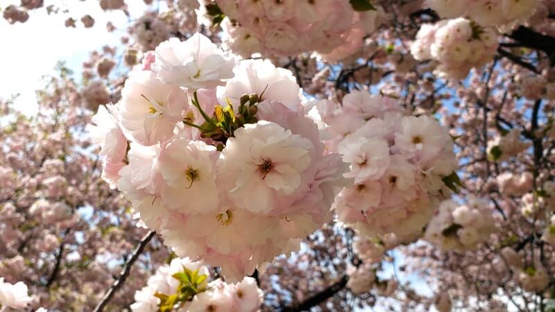 新宿御苑の八重桜｜4月上旬から4月下旬に見ごろを迎える華やかな桜