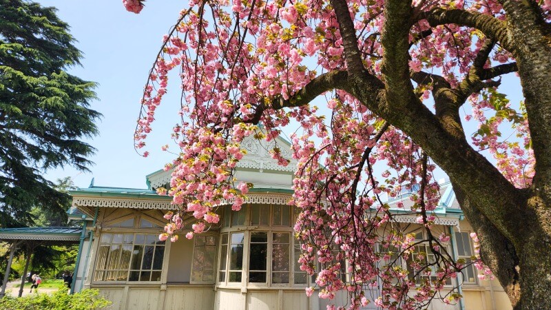 新宿御苑の八重桜｜4月上旬から4月下旬に見ごろを迎える華やかな桜