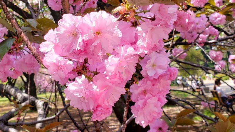 新宿御苑の八重桜｜4月上旬から4月下旬に見ごろを迎える華やかな桜