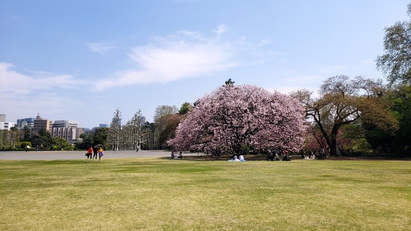 新宿御苑の八重桜｜4月上旬から4月下旬に見ごろを迎える華やかな桜