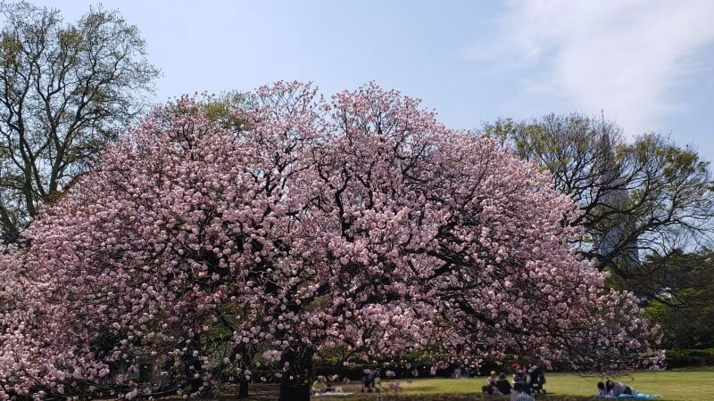 新宿御苑の八重桜｜4月上旬から4月下旬に見ごろを迎える華やかな桜