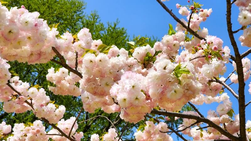 新宿御苑の八重桜｜4月上旬から4月下旬に見ごろを迎える華やかな桜