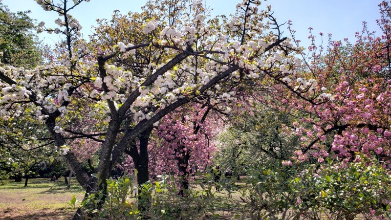 新宿御苑の八重桜｜4月上旬から4月下旬に見ごろを迎える華やかな桜