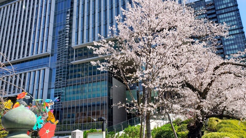 東京ガーデンテラス紀尾井町の桜｜弁慶濠・空の広場・芽生えの庭など