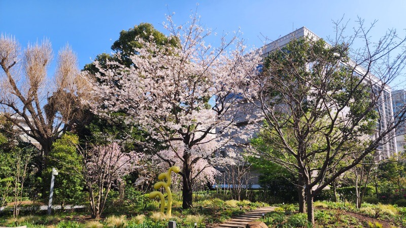 東京ガーデンテラス紀尾井町の桜｜弁慶濠・空の広場・芽生えの庭など