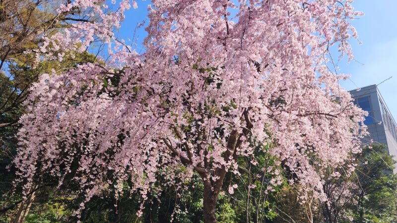 東京ガーデンテラス紀尾井町の桜｜弁慶濠・空の広場・芽生えの庭など