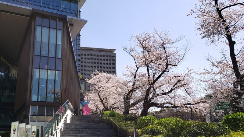 東京ガーデンテラス紀尾井町の桜｜弁慶濠・空の広場・芽生えの庭など