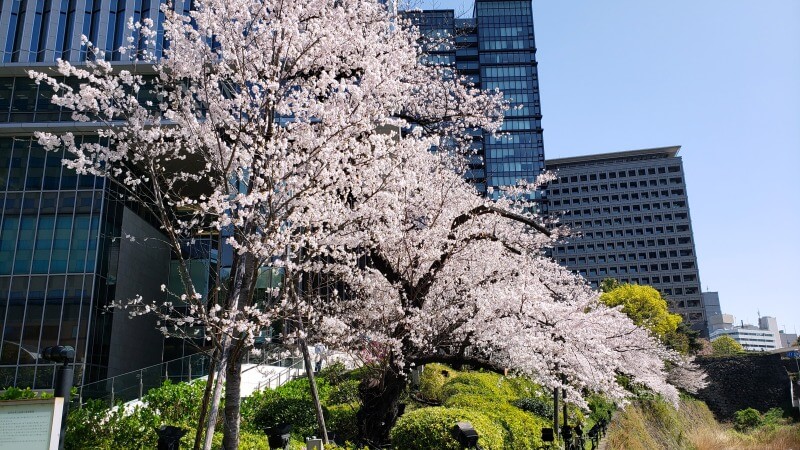 東京ガーデンテラス紀尾井町の桜｜弁慶濠・空の広場・芽生えの庭など