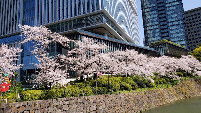 東京ガーデンテラス紀尾井町の桜｜弁慶濠・空の広場・芽生えの庭など