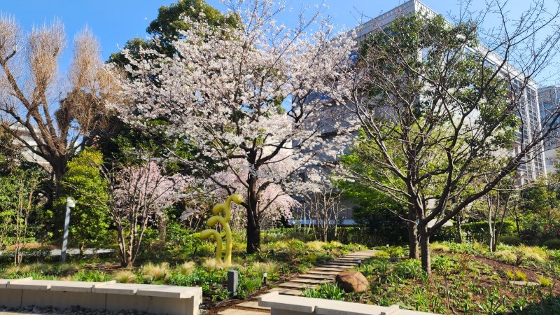 東京ガーデンテラス紀尾井町のしだれ桜｜芽生えの庭桜(花見)