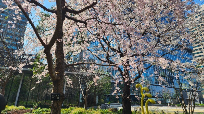 東京ガーデンテラス紀尾井町のしだれ桜｜芽生えの庭桜(花見)