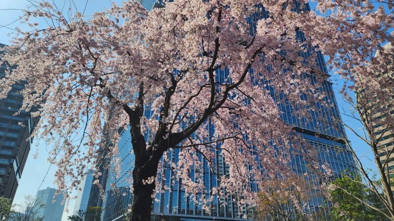 東京ガーデンテラス紀尾井町のしだれ桜｜芽生えの庭桜(花見)