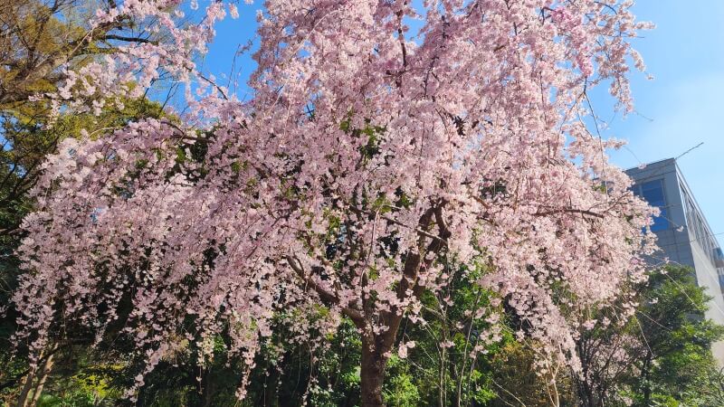 東京ガーデンテラス紀尾井町のしだれ桜｜芽生えの庭桜(花見)