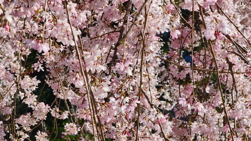 東京ガーデンテラス紀尾井町のしだれ桜｜芽生えの庭桜(花見)