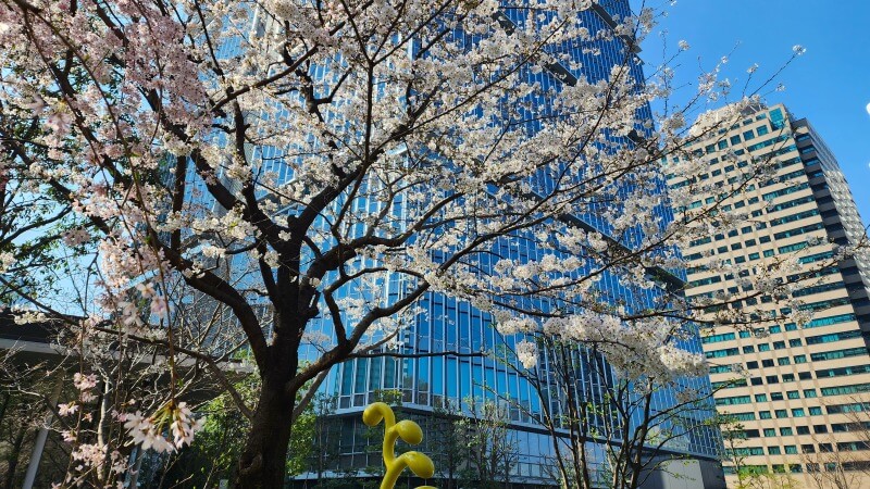 東京ガーデンテラス紀尾井町のしだれ桜｜芽生えの庭桜(花見)